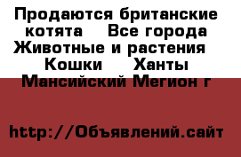 Продаются британские котята  - Все города Животные и растения » Кошки   . Ханты-Мансийский,Мегион г.